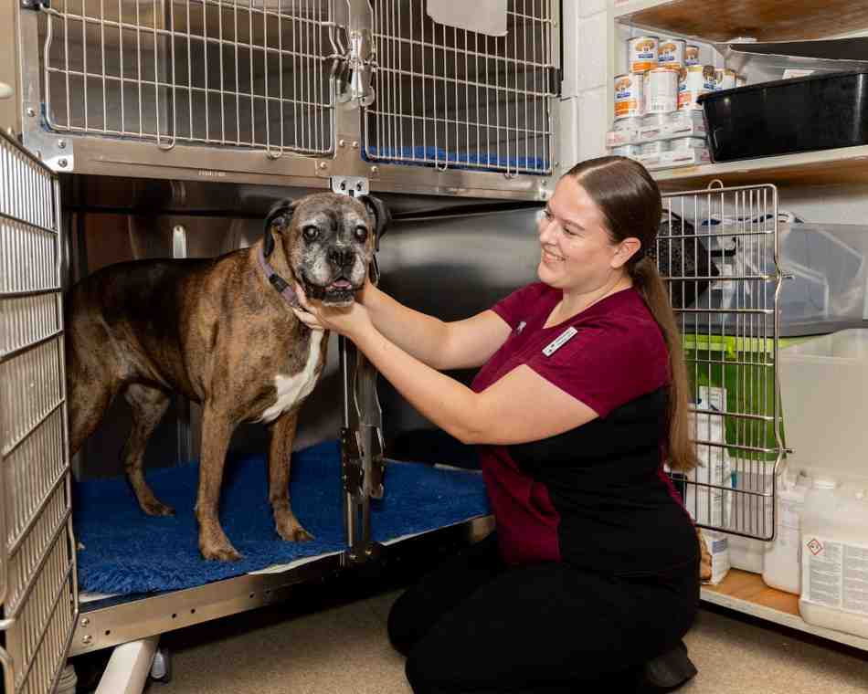 Veterinary care