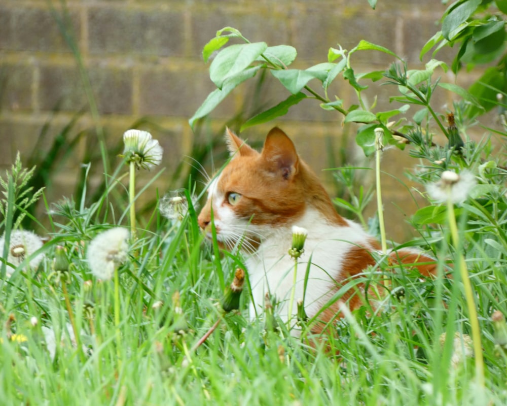 cat sitting in the grass
