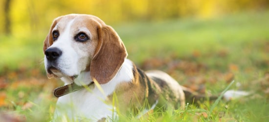 dog sitting on grass