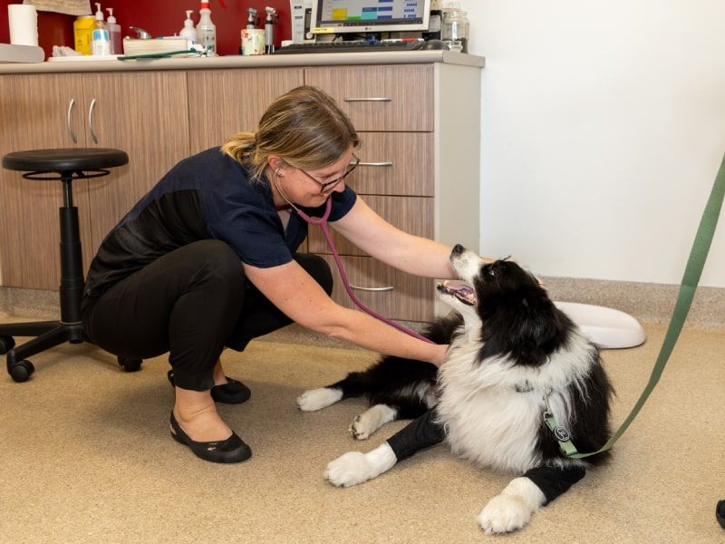 Veterinary consultations