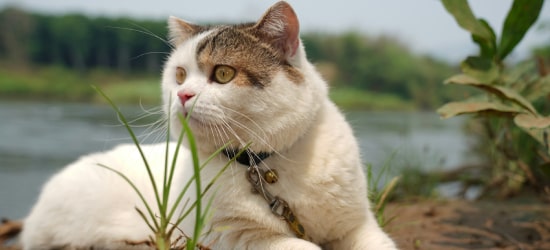white and brown cat