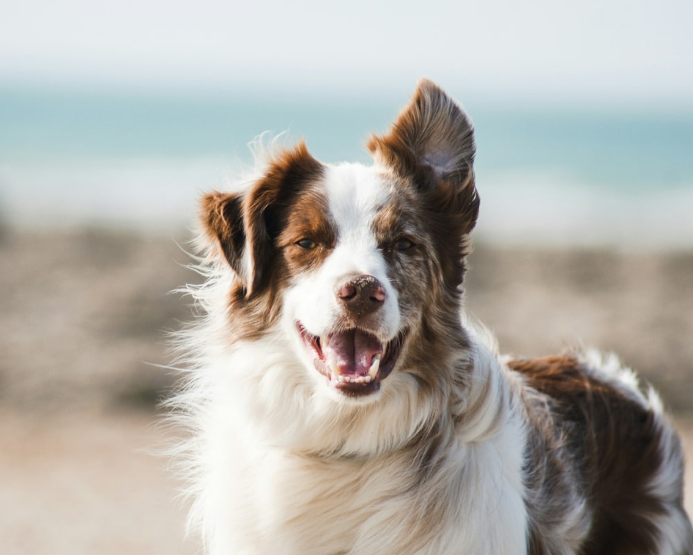 white and brown long coat large dog
