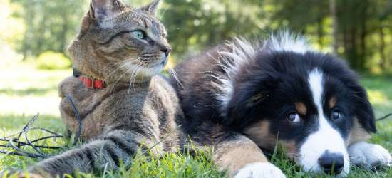 Cat and dog relaxing outdoors